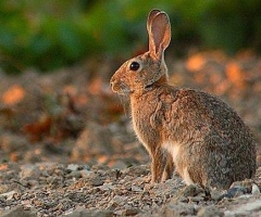 El Estado invierte 200.000 euros en el fomento del conejo en fincas de Doñana